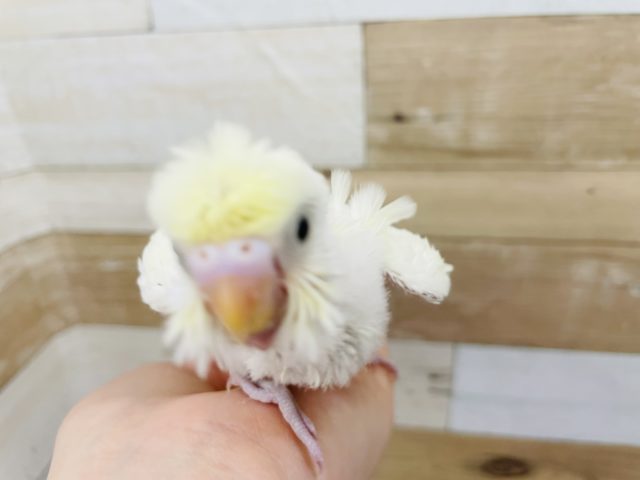 羽衣セキセイインコ