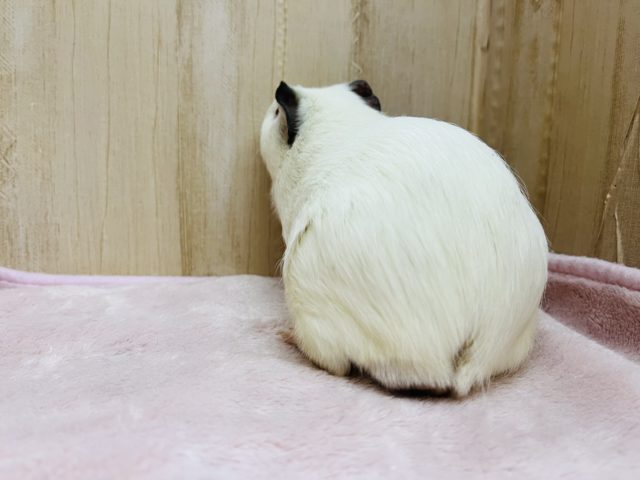 イングリッシュモルモット