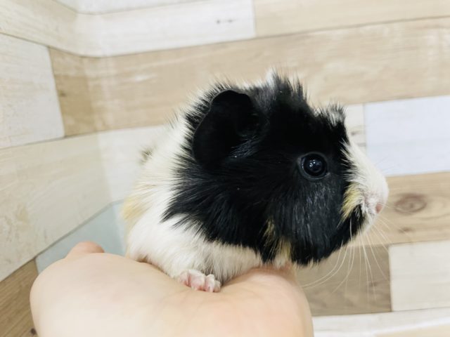 アビシニアンモルモット