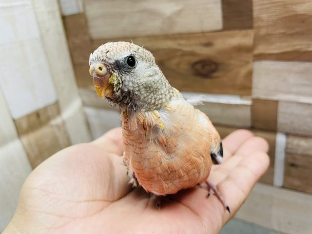 アキクサインコ（秋草インコ）