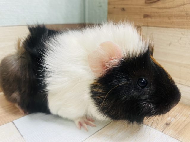 アビシニアンモルモット