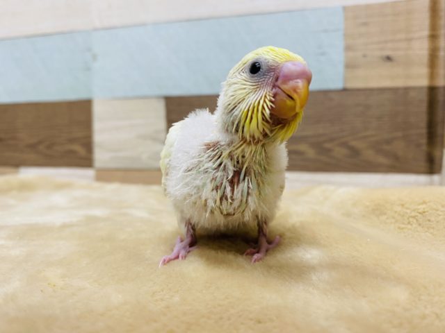セキセイインコ