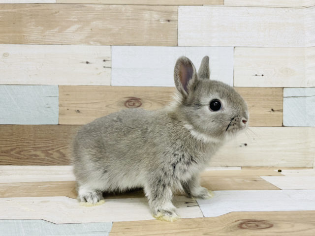 ネザーランドドワーフ