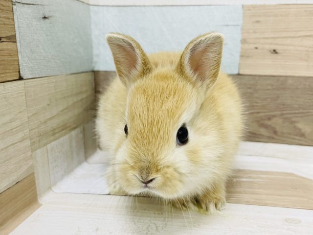 ネザーランドドワーフ