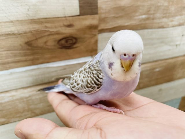 ジャンボセキセイインコ