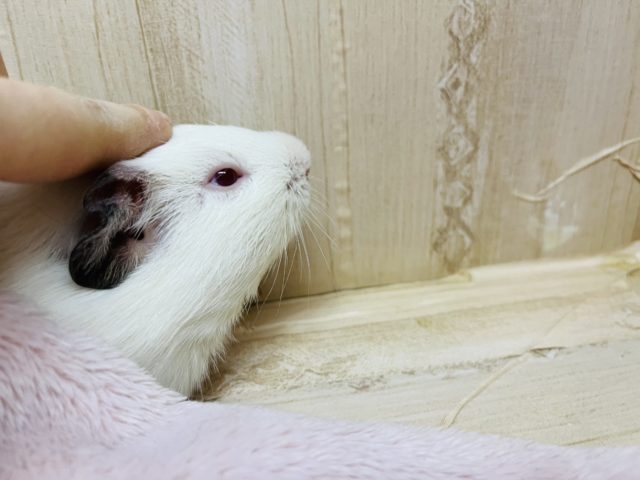 イングリッシュモルモット