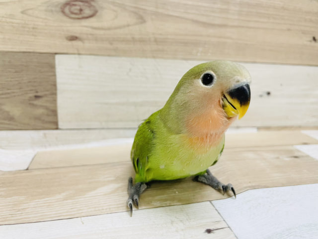 コザクラインコ（小桜インコ）