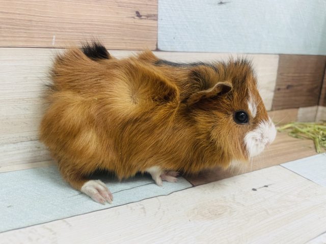 アビシニアンモルモット