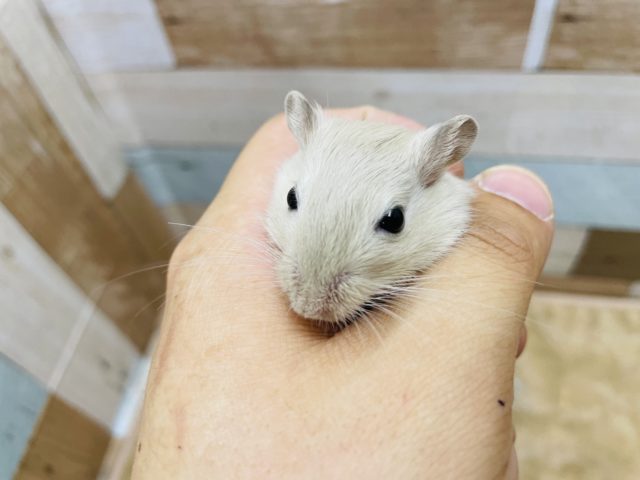 カラージャービル（スナネズミ）