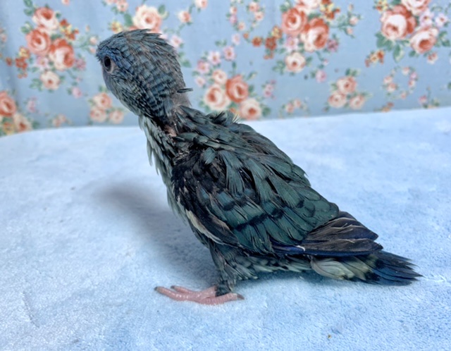 サザナミインコ