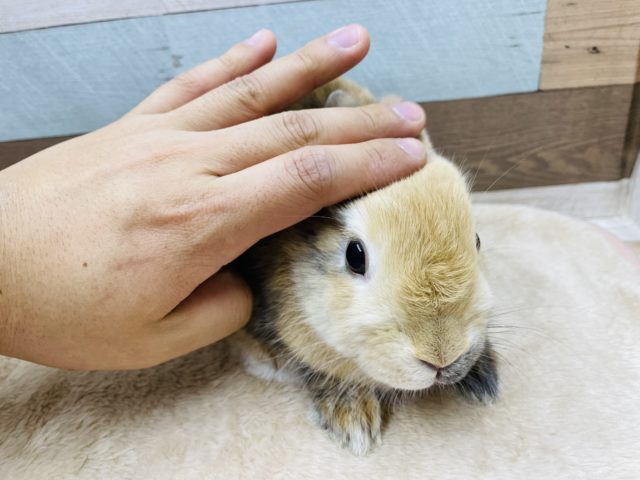 ネザーランドドワーフ