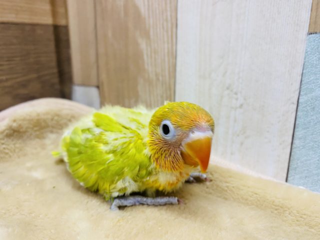鮮やかなヤマブキボタンインコ久々にやってきました! ヤマブキボタンインコ