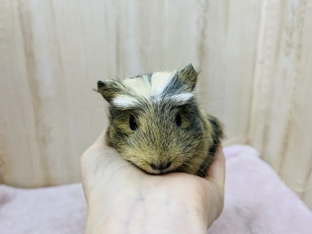 まるで虎柄!?クレステッドモルモット女の子 クレステッドモルモット