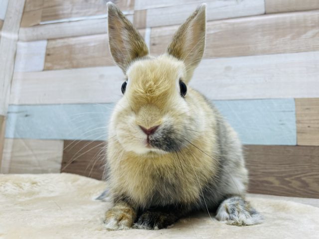 ネザーランドドワーフ