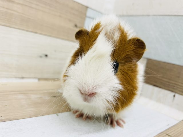 アビシニアンモルモット