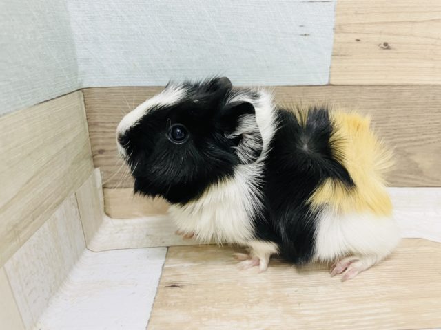 アビシニアンモルモット