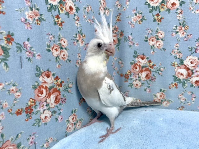 オカメインコ