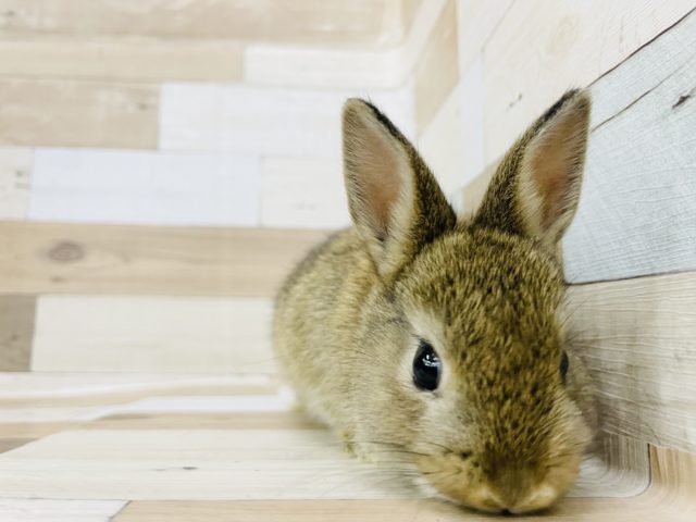 ネザーランドドワーフ