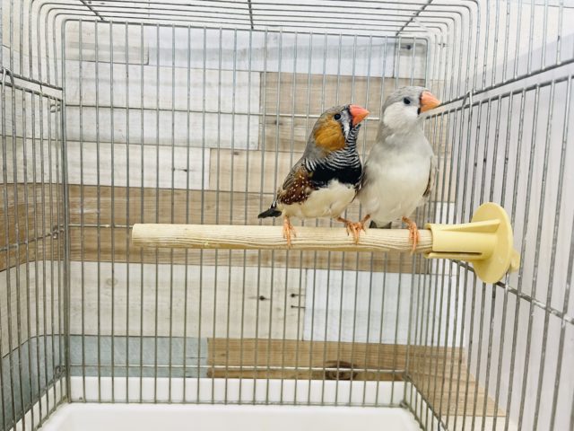 なかなか入舎が少ないです!ジャンボキンカチョウペア! ジャンボキンカチョウ