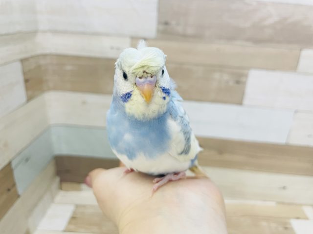 羽衣セキセイインコ