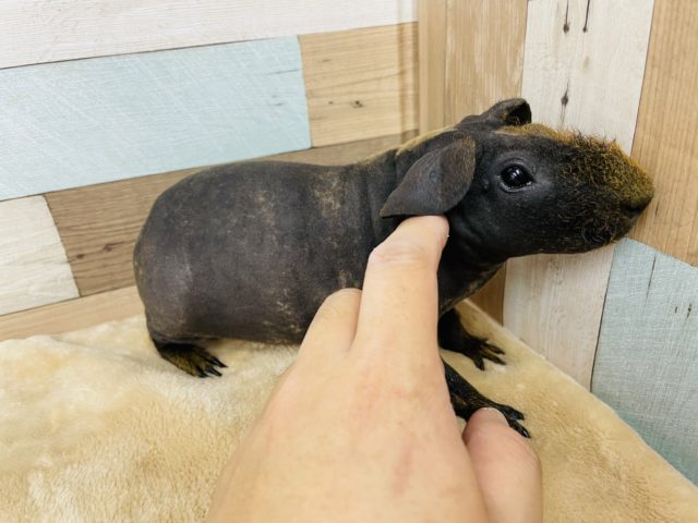 スキニーギニアピッグ
