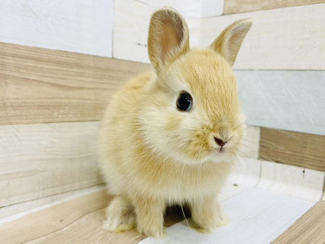 ネザーランドドワーフ