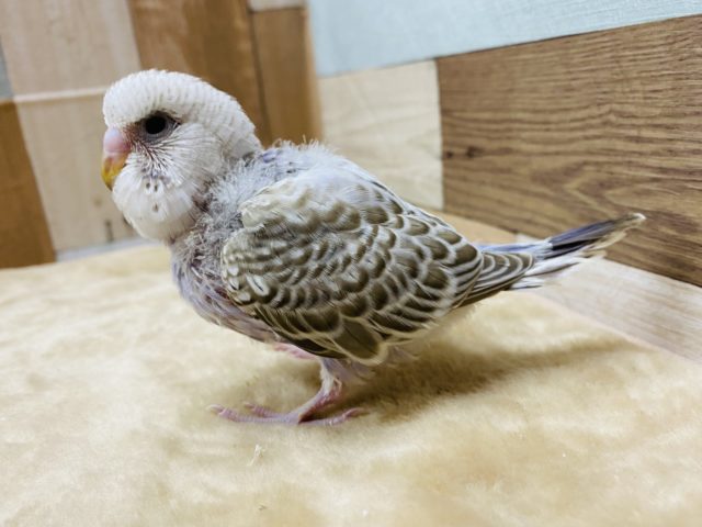 ジャンボセキセイインコ
