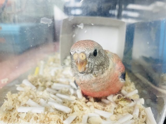 アキクサインコ（秋草インコ）