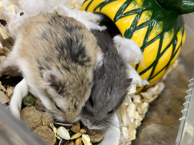  ロボロフスキーハムスター