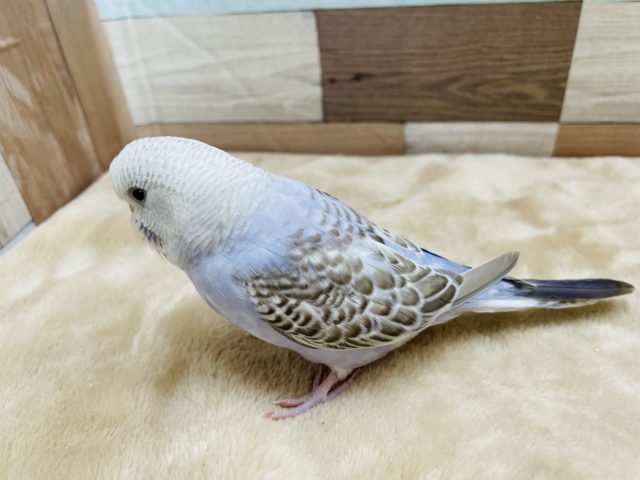 ジャンボセキセイインコ