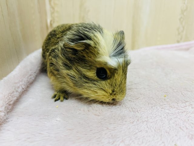 まるで虎柄!?クレステッドモルモット女の子 クレステッドモルモット