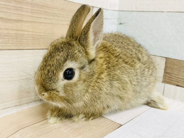 ネザーランドドワーフ