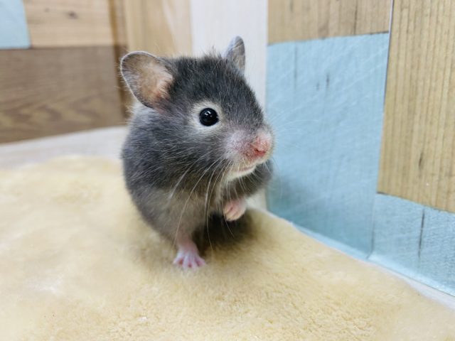 ゴールデンハムスター