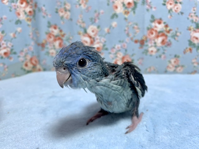サザナミインコ