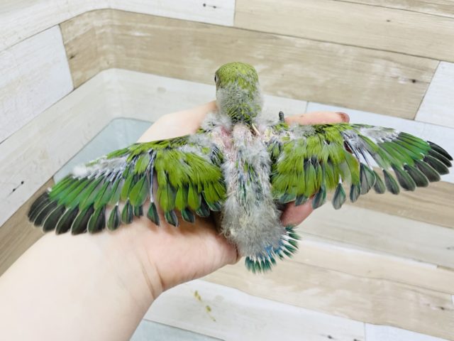 コザクラインコ（小桜インコ）