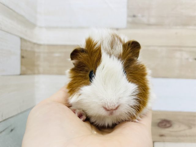 アビシニアンモルモット