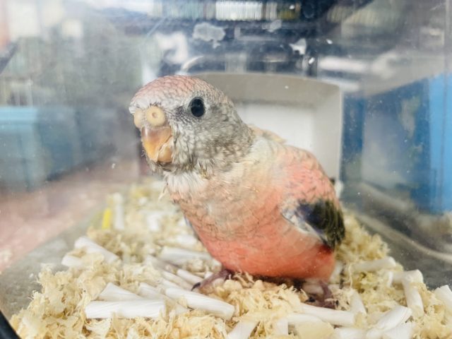 アキクサインコ（秋草インコ）