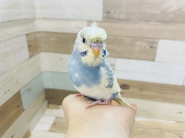羽衣セキセイインコ