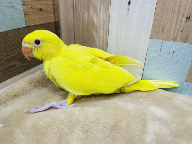 ワカケホンセイインコ（月の輪インコ）