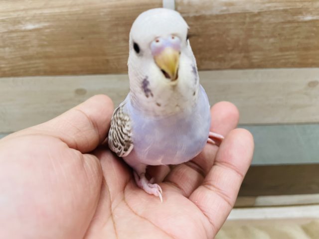 ジャンボセキセイインコ