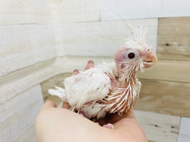オカメインコ