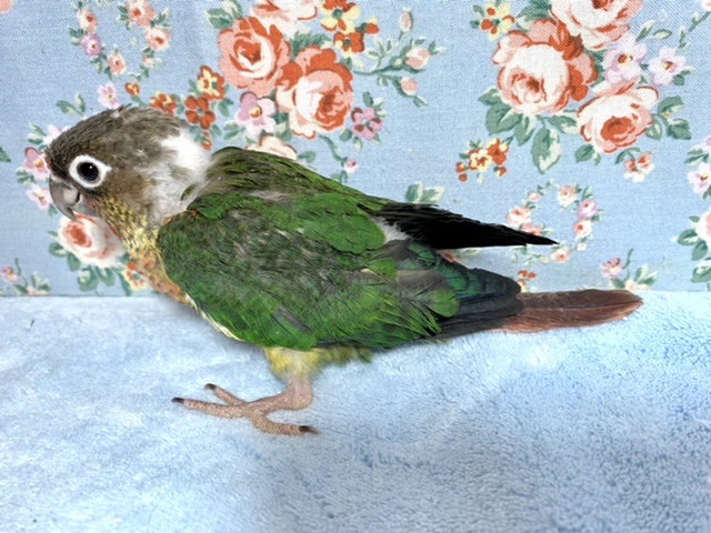 ワキコガネウロコインコ