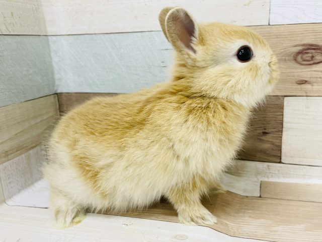 ネザーランドドワーフ