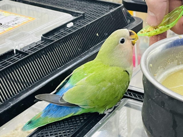 コザクラインコ（小桜インコ）