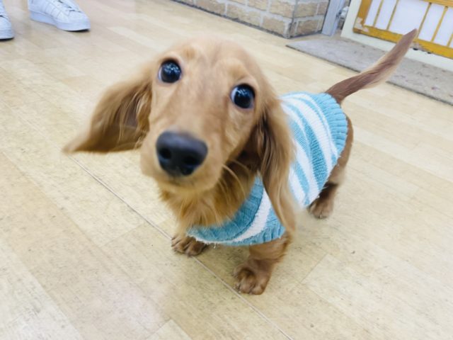 ミニチュアダックス