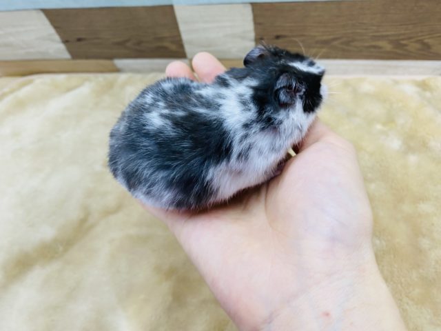 ゴールデンハムスター