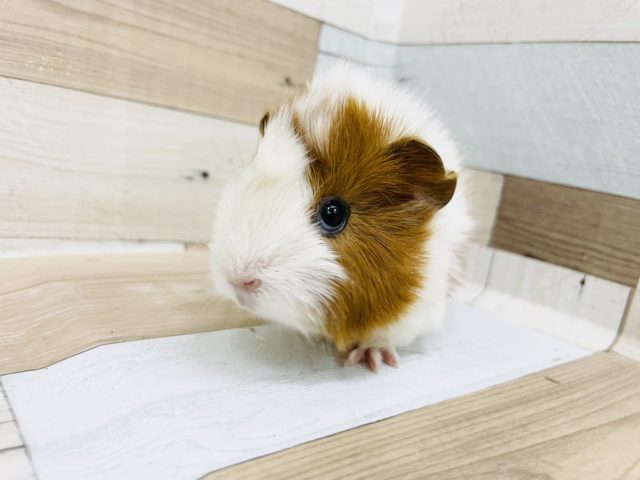 アビシニアンモルモット