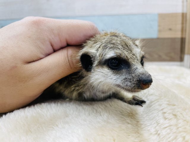 ミーアキャット