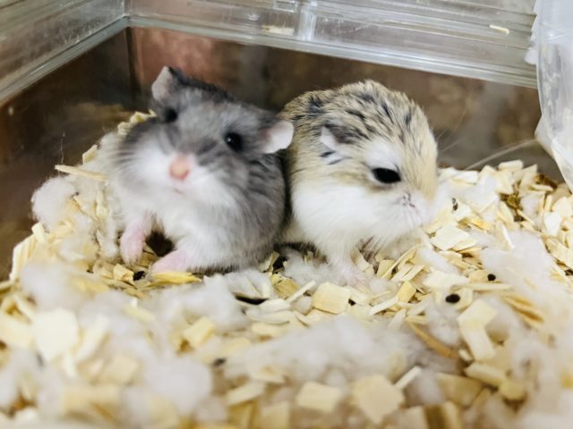  ロボロフスキーハムスター