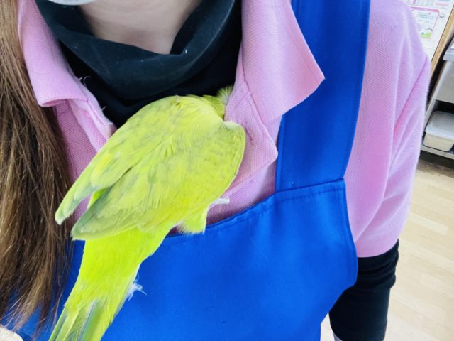 オキナインコ